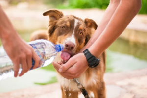 O que fazer com os Pets nas Férias