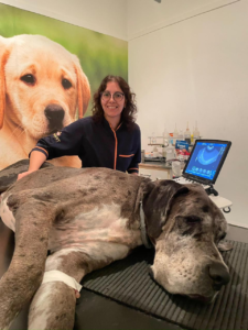 Ultrassom Veterinário