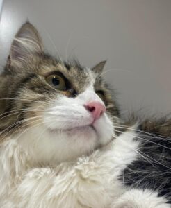 Traumas em gatos: por que é pior do que em cães?